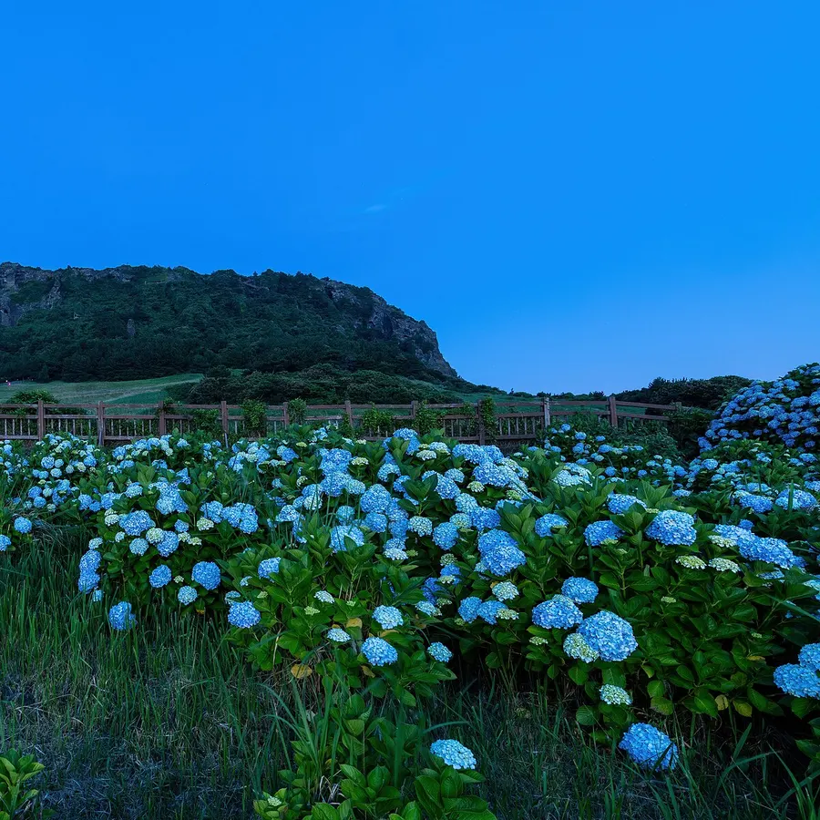 Jeju